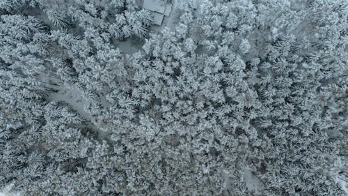 Foto d'estoc gratuïta de arbres, bosc, coníferes