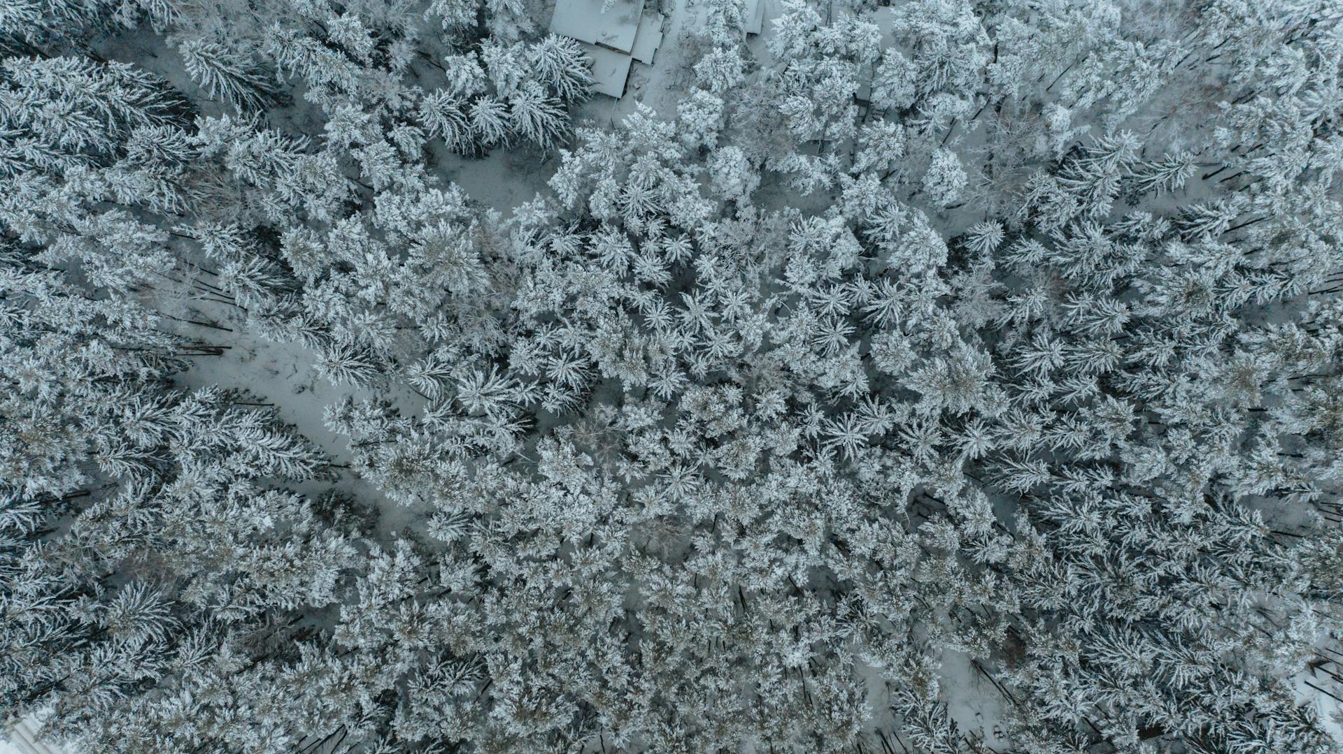 Drone shot of a frosty evergreen forest in Ratomka, Belarus during winter.