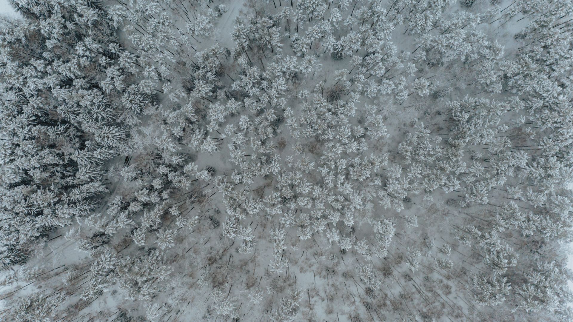 A serene aerial view of a snow-covered forest in Minski rajon, Belarus during winter.