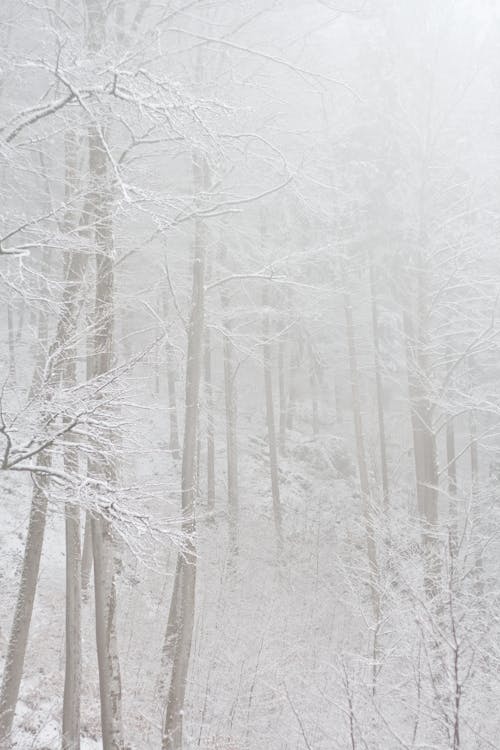 คลังภาพถ่ายฟรี ของ มีหิมะปกคลุม, ยิงแนวตั้ง, ฤดูหนาว