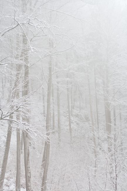 Beautiful snow-covered trees in a serene winter forest in Germany, perfect for winter-themed designs.