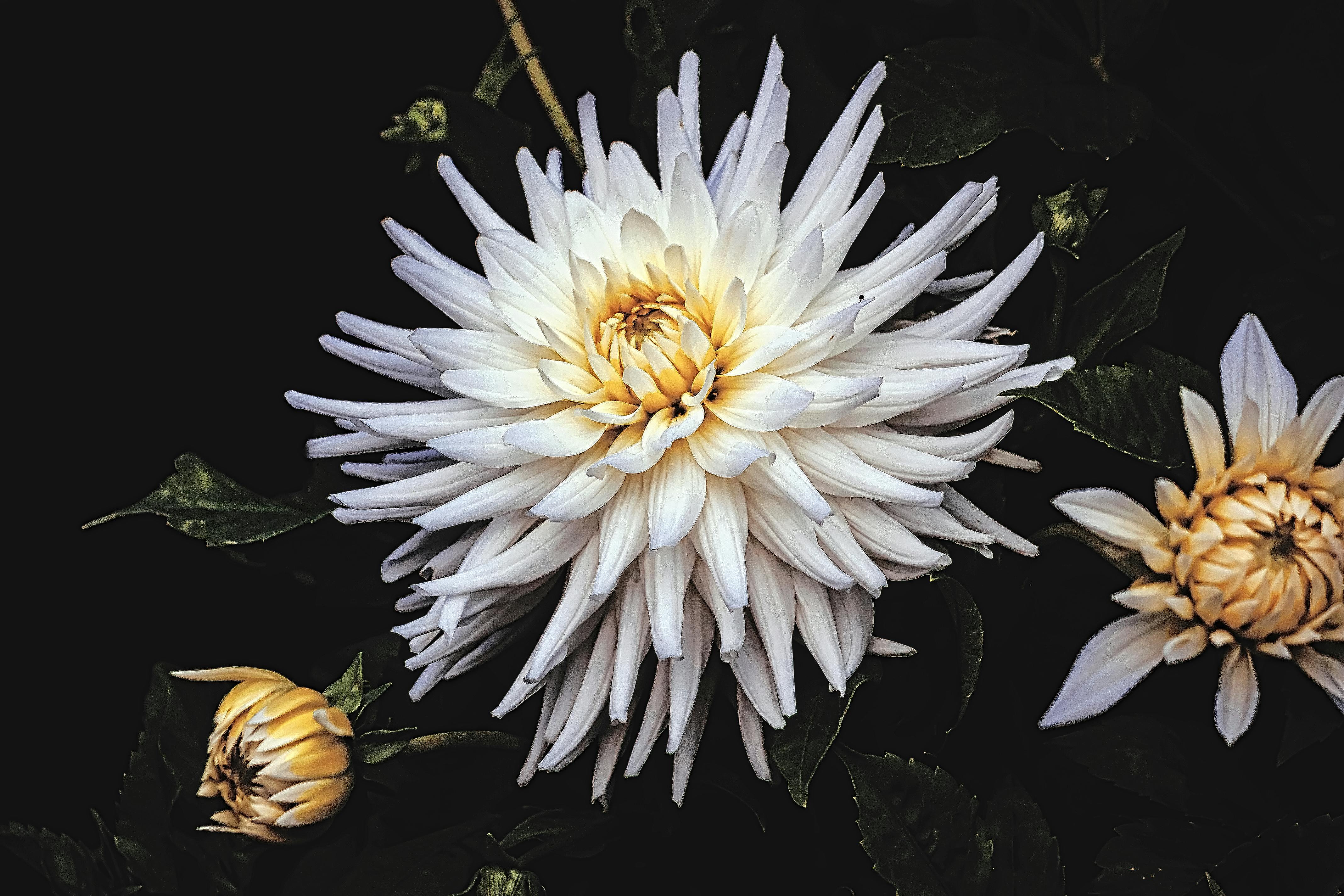 Close-up of a vibrant white dahlia with lush leaves and black background, showcasing natural beauty.