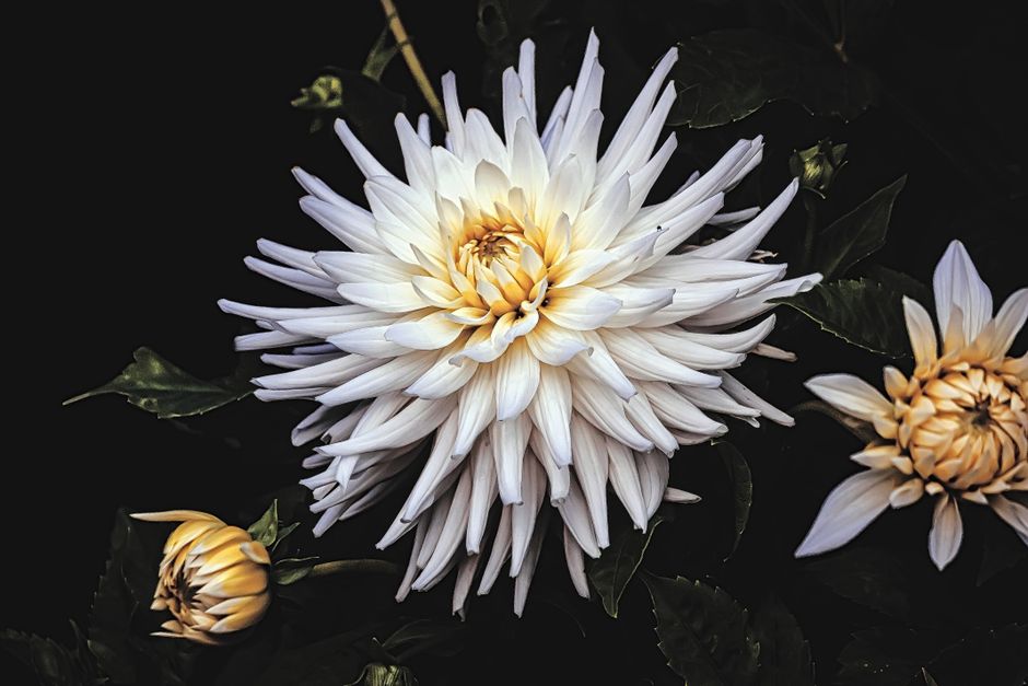 Close-up of a vibrant white dahlia with lush leaves and black background, showcasing natural beauty.