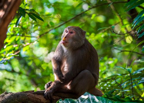 Free A Formosan rock macaque sits on a tree branch in a verdant forest in Taipei, Taiwan. Stock Photo