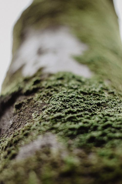 Ücretsiz ağaç kütüğü, alan derinliği, kapatmak içeren Ücretsiz stok fotoğraf Stok Fotoğraflar
