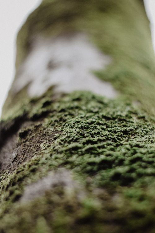 Free Detailed view of moss on a tree log, highlighting texture and depth of field, perfect for nature themes. Stock Photo