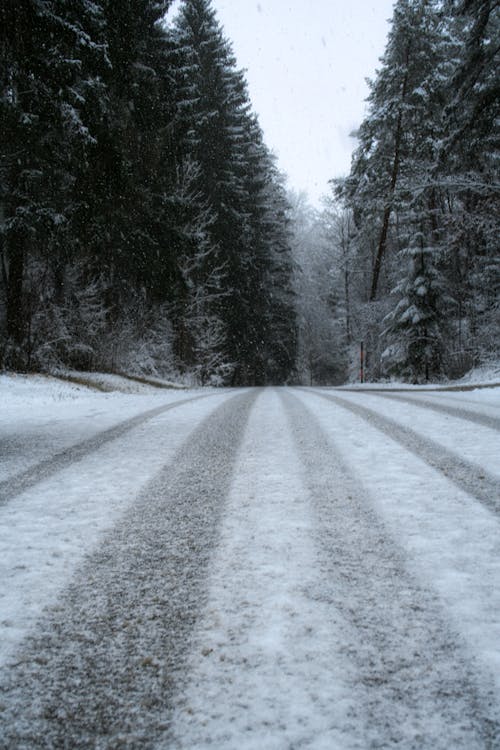 Foto profissional grátis de árvores, com frio, estrada