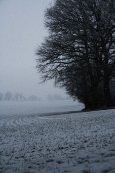 Peaceful snowy landscape with bare trees under a foggy sky in winter.