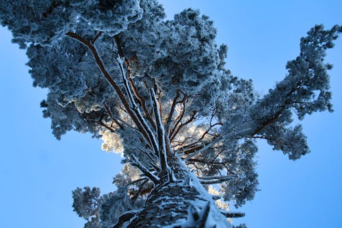 Kostenloses Stock Foto zu aufnahme von unten, baum, kalt