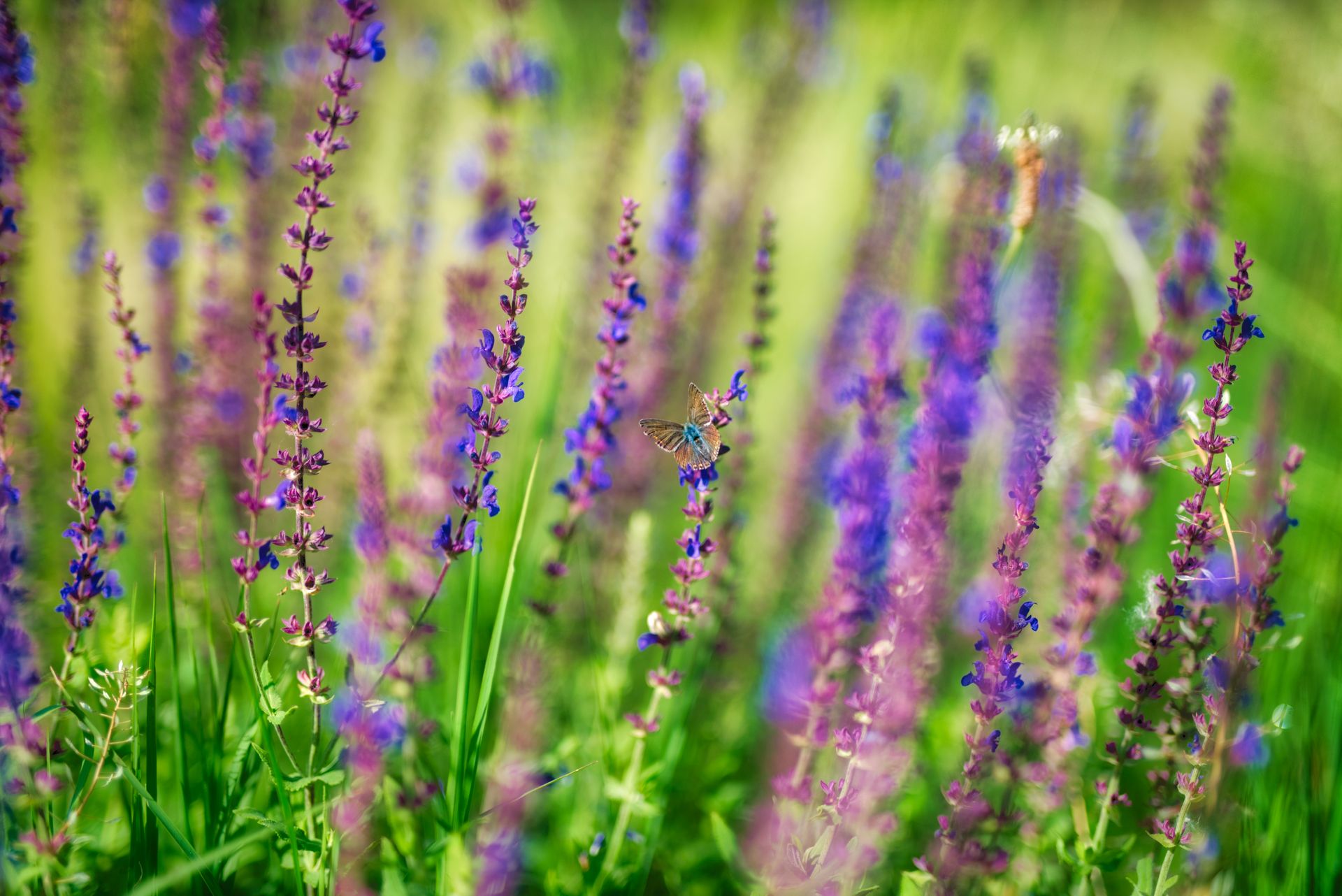 A close-up of a butterfly pollinating lavender in a colorful spring field in Novi Sad, Serbia.