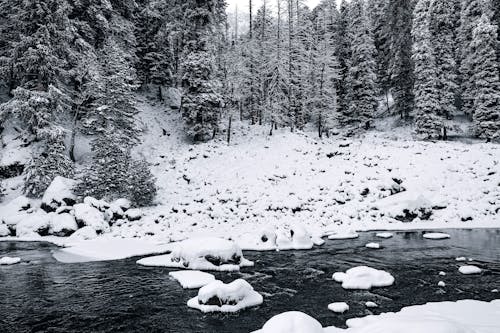 Kostenloses Stock Foto zu bäume, eisig, fluss