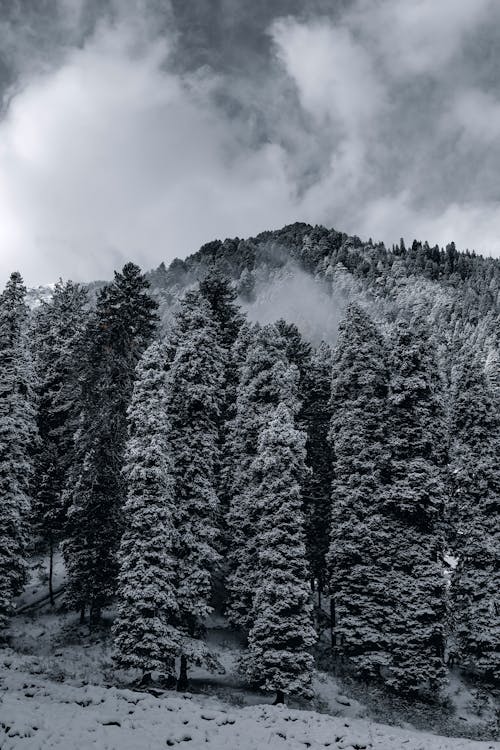 A Nature Photography of Snow Covered Trees on Snow Covered Ground