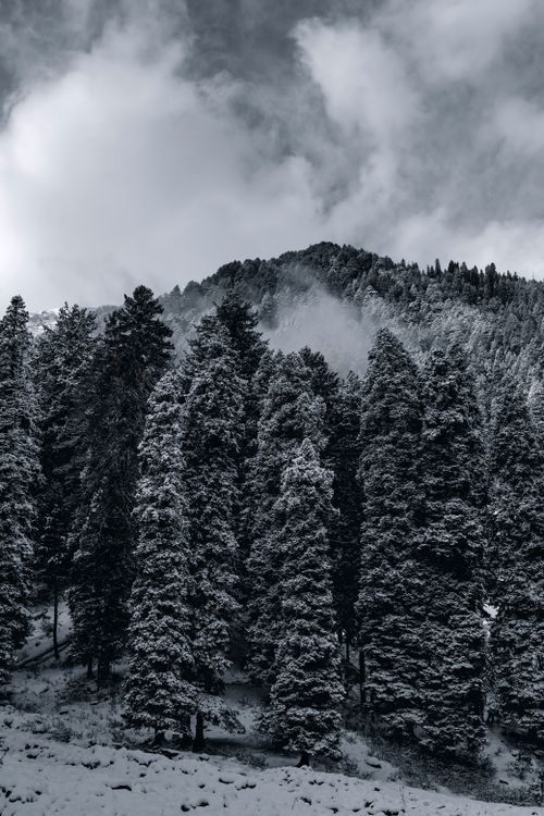 Free Captivating view of a snow-covered pine forest under a dramatic cloudy sky in winter. Stock Photo
