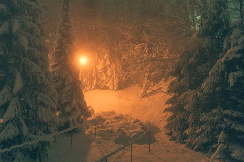 Kostenloses Stock Foto zu bäume, kaltes wetter, schnee bedeckt