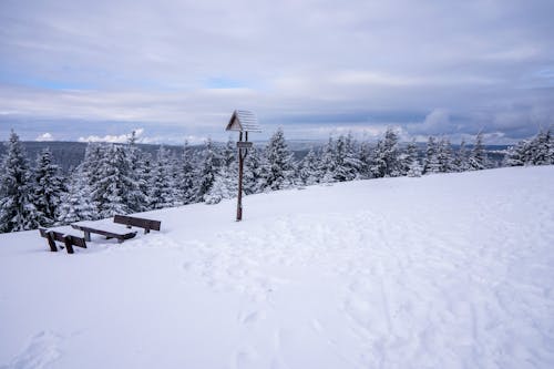бесплатная Бесплатное стоковое фото с деревья, деревянный, зима Стоковое фото