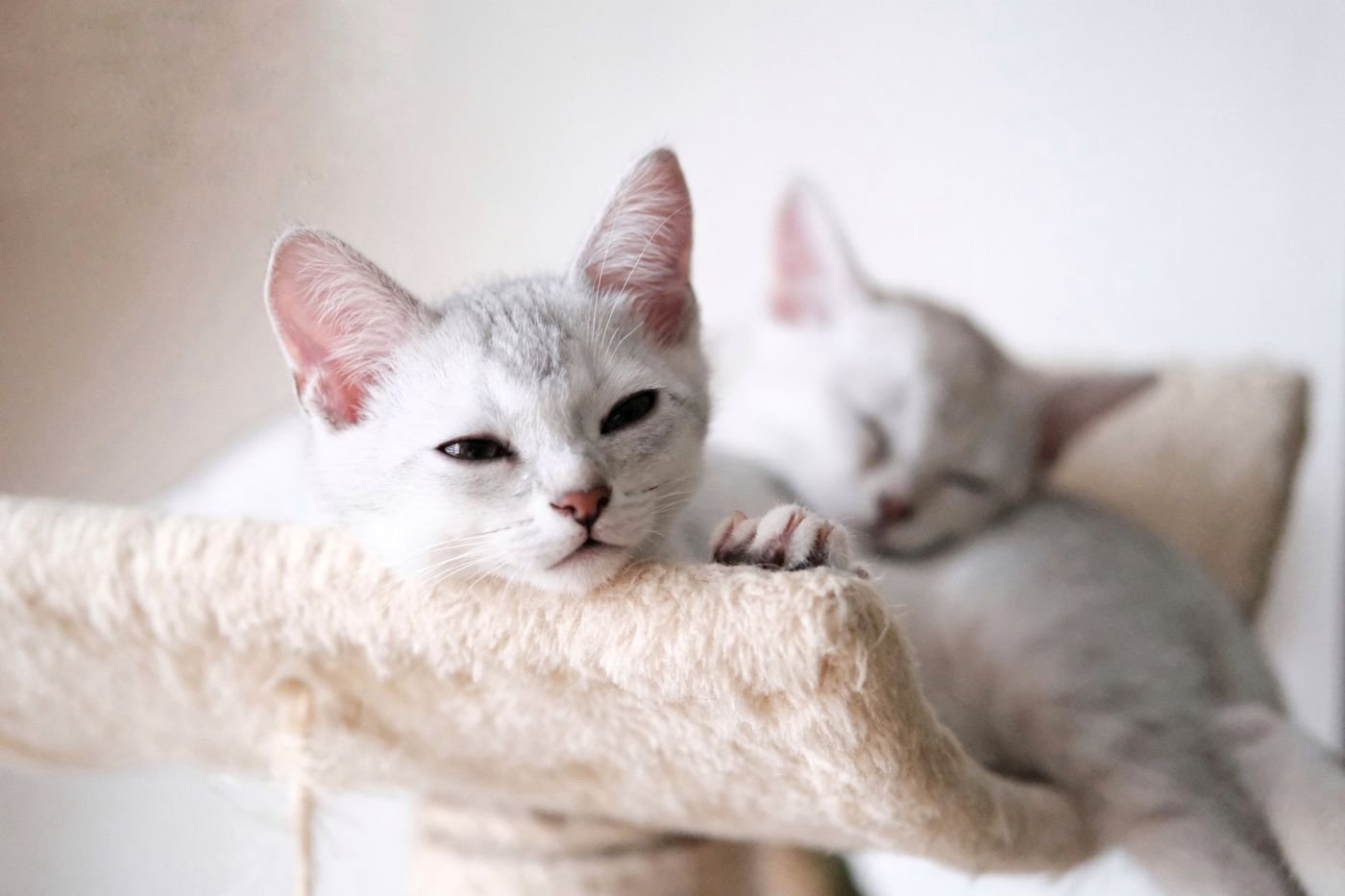 Two white kittens relaxing on a cozy cat tree indoors