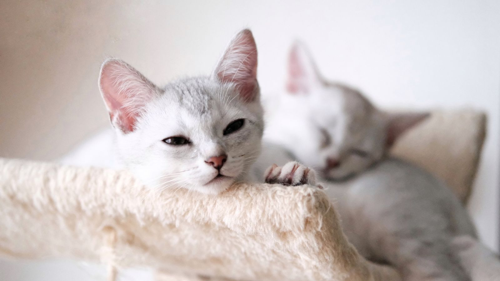khách sạn chó mèo đà nẵng