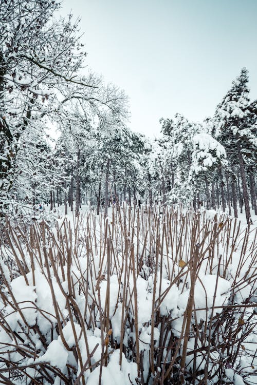 Leafless Shrubs on Snow Covered Ground During Winter Season