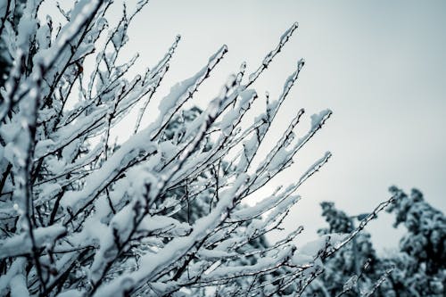 Gratis Fotos de stock gratuitas de árbol, congelado, de cerca Foto de stock