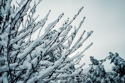 Close-up of snow-laden branches in a serene winter landscape, capturing the beauty of the cold season.