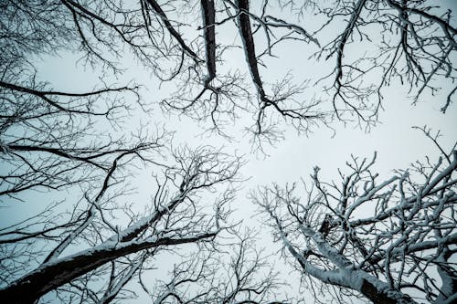 Snow Covered Leafless Trees During Winter Season