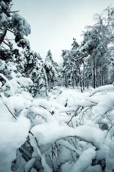 Captivating winter forest scene with trees blanketed in fresh snow, creating a serene atmosphere.