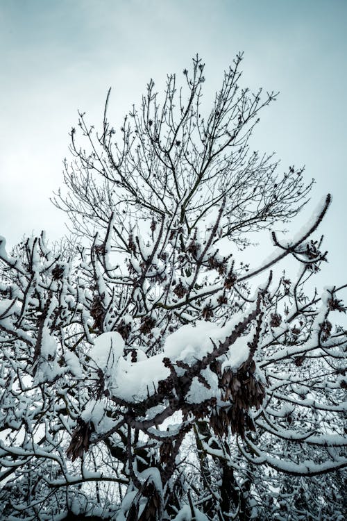 Low-Angle Shot of a Tree with Snow