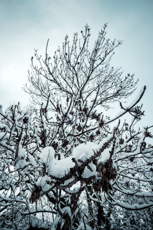 Gratis stockfoto met bevroren, bladerloos, bomen