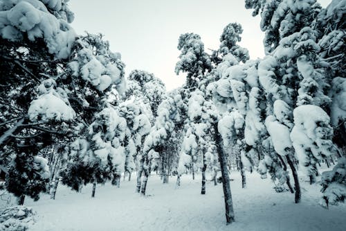 Photos gratuites de arbres, beaucoup de neige, couvert de neige
