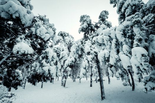 Scenic view of a snow-covered forest in winter with frosted trees and soft light.