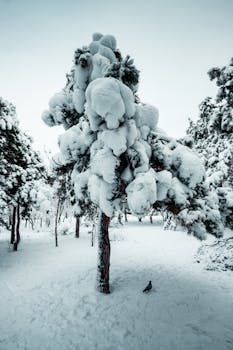 A serene snowy landscape with a tree heavily laden with snow in a winter wonderland.