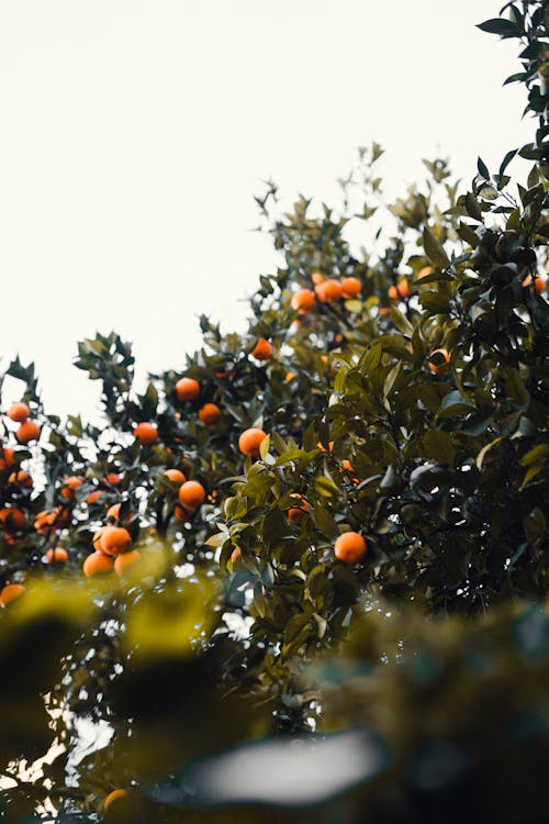 Yellow Mandarin Fruits on a Green Leafy Tree