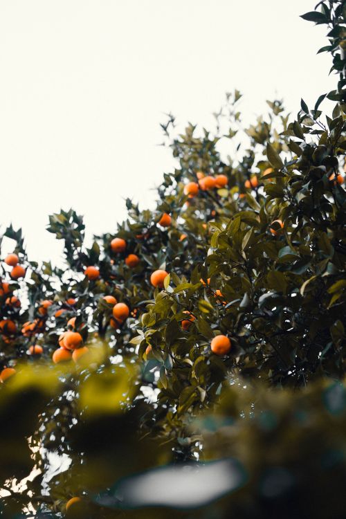 Free Lush orange trees with ripe fruits in Girona, Spain, under a clear sky. Stock Photo