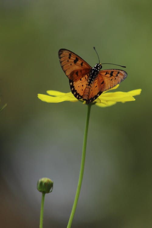 Free A Butterfly Pollinating on a Flower Stock Photo