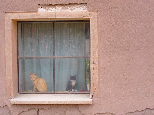 Two Kittens Behind a House Window