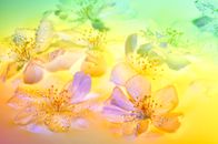 Gentle flowers of blooming tree in colorful water