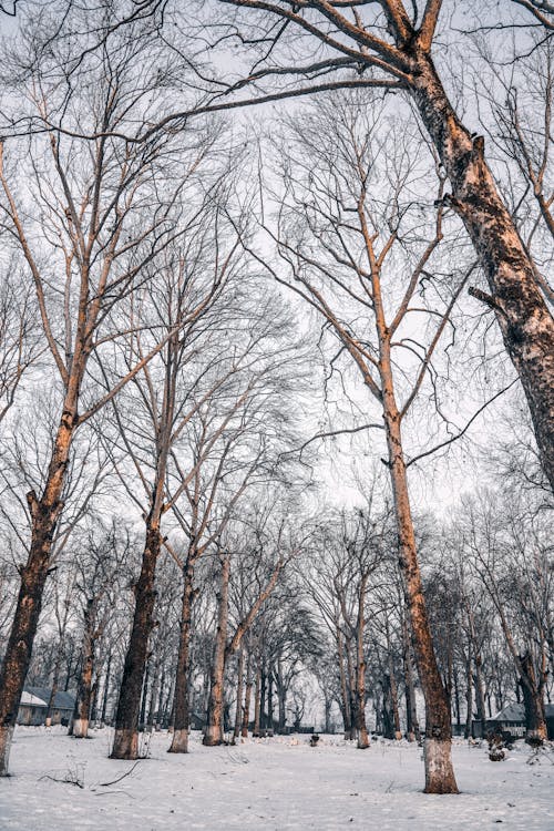 คลังภาพถ่ายฟรี ของ ต้นไม้เปล่า, ภาพถ่ายมุมต่ำ, มีหิมะปกคลุม