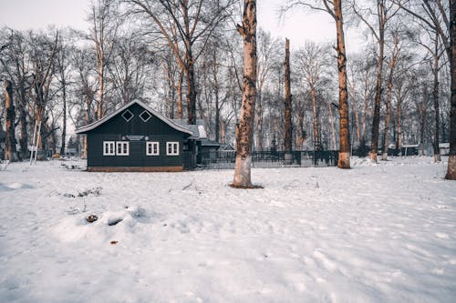 Bare Trees Near the Black House