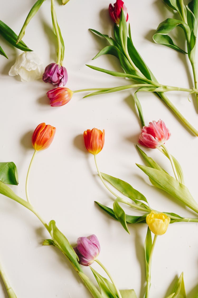 Tulip Flowers Scattered On A White Surface