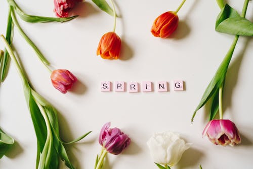 Gratis arkivbilde med blomster, flatlay, flora