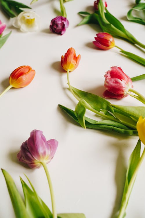 Tulips on White Surface