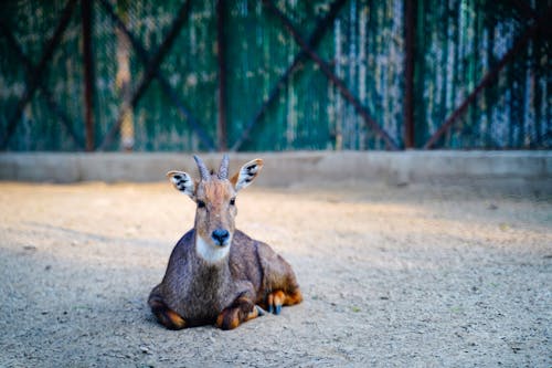 Red Goral Lying on Dirt Ground