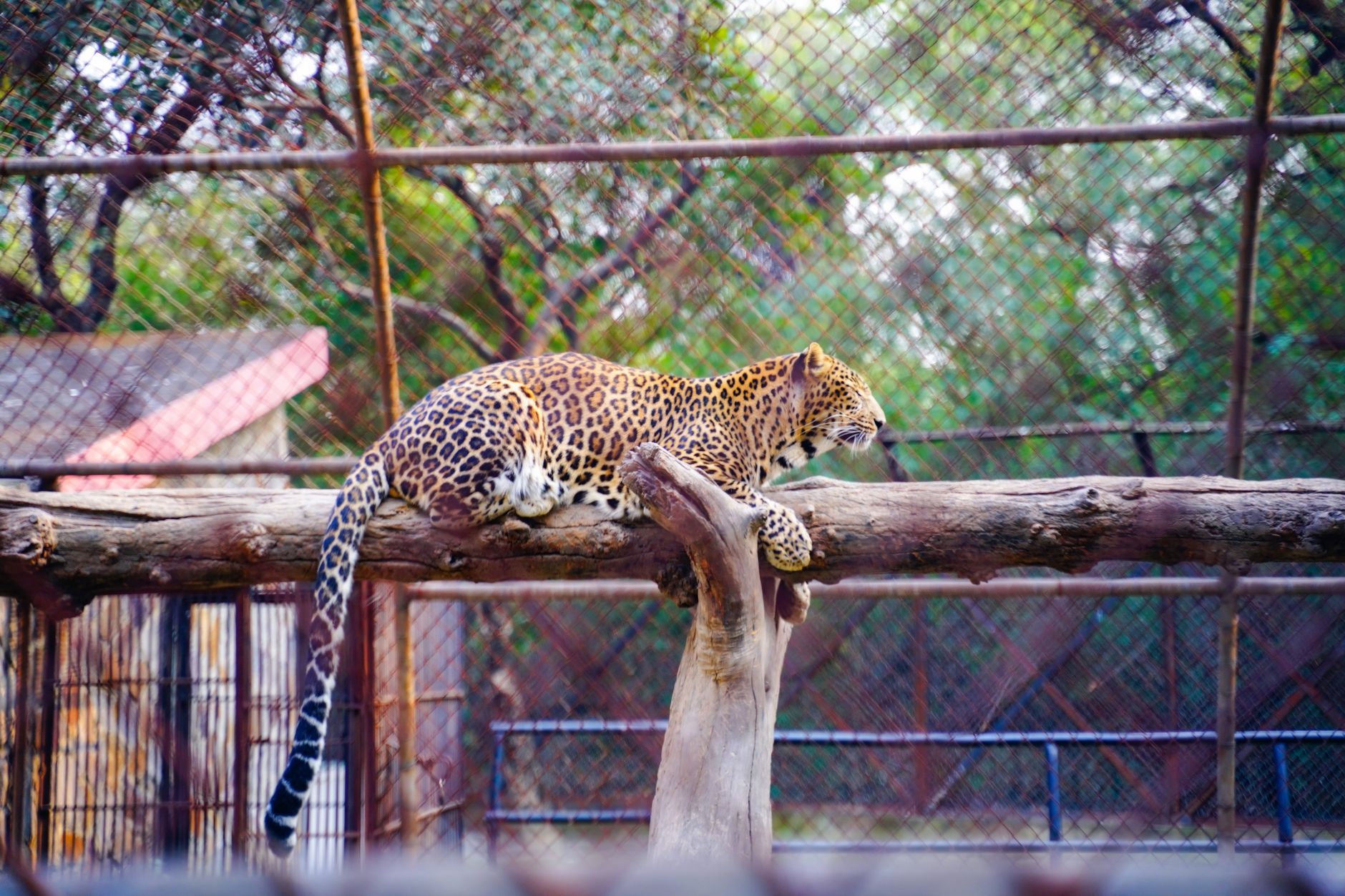 Hayvanat bahçesindeki bir leoparın kapalı alanda görüntüsü
