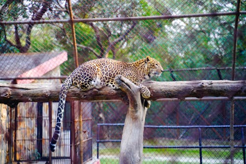 Free A Leopard Lying on the Wood Stock Photo