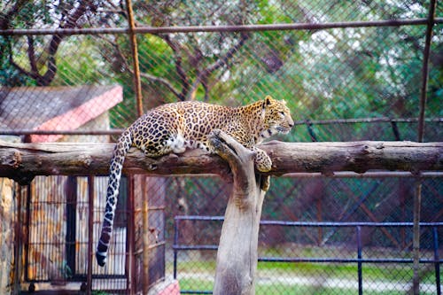 A Leopard Lying on the Wood