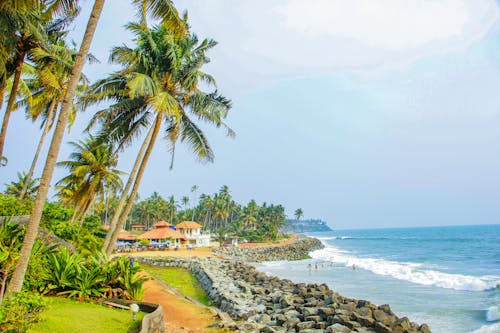 Безкоштовне стокове фото на тему «безтурботний, берег моря, кокосові пальми»