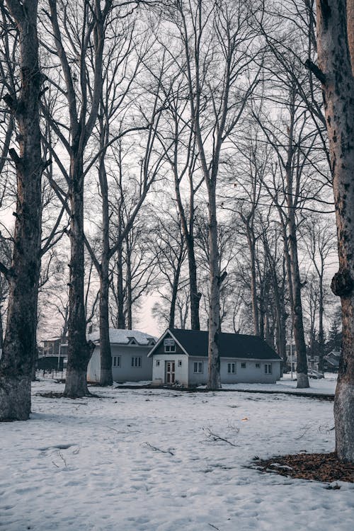 Leafless Trees Near a Building