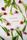spring background