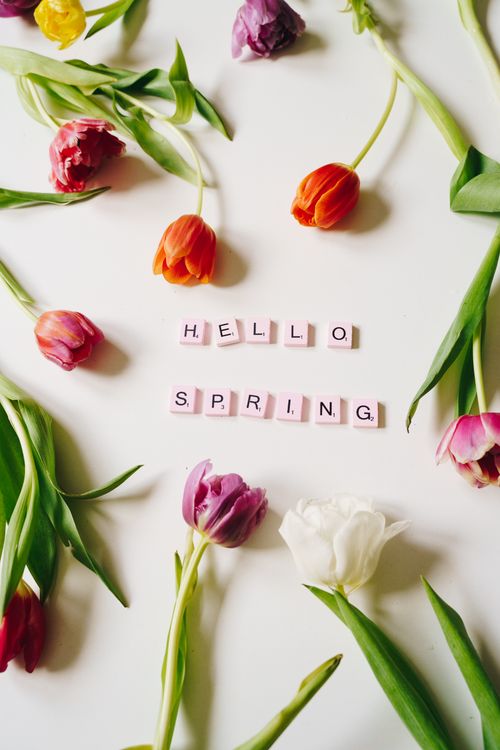 Free Beautiful tulip arrangement with 'Hello Spring' text tiles, ideal for seasonal wallpapers. Stock Photo