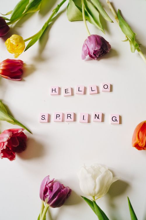 Free Vibrant tulips and scrabble tiles spelling 'Hello Spring' create a cheerful spring scene. Stock Photo
